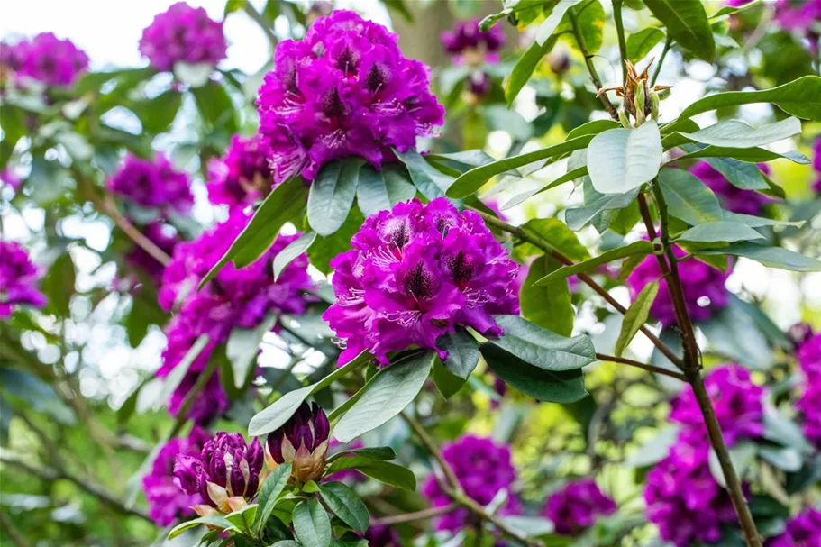 Rhododendron Hybride Blaue Jungs Online Kaufen Bei Olerum