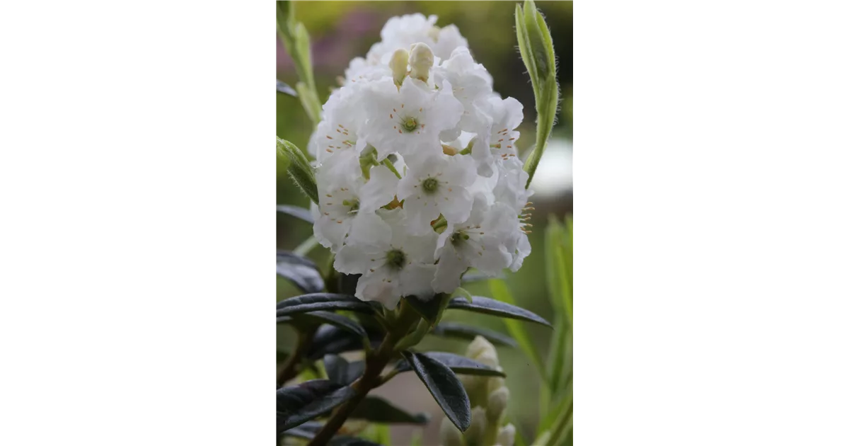 Rhododendron Arctic Tern Online Kaufen Bei Olerum