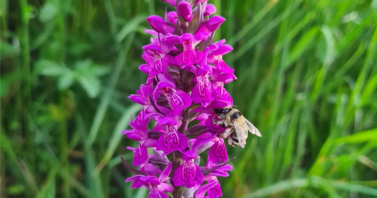 Purpurbl Tiges Knabenkraut Freilandorchidee Online Kaufen Bei Olerum