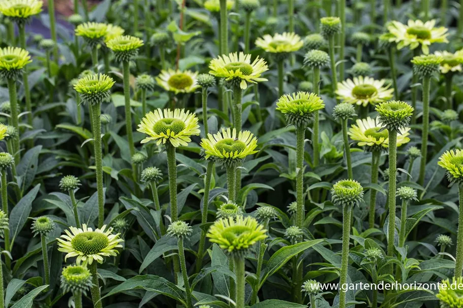 Scheinsonnenhut Green Jewel Online Kaufen Bei Olerum