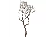 Manzanita braun, verzweigt, 150-175 cm