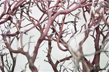 Manzanita braun, verzweigt, 150-175 cm