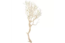 Manzanita sandgestrahlt, verzweigt, 90-100 cm