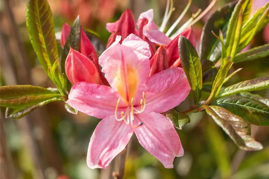 Rhododendron 'Juniduft' Topfgröße 5 Liter / Höhe 30-40cm