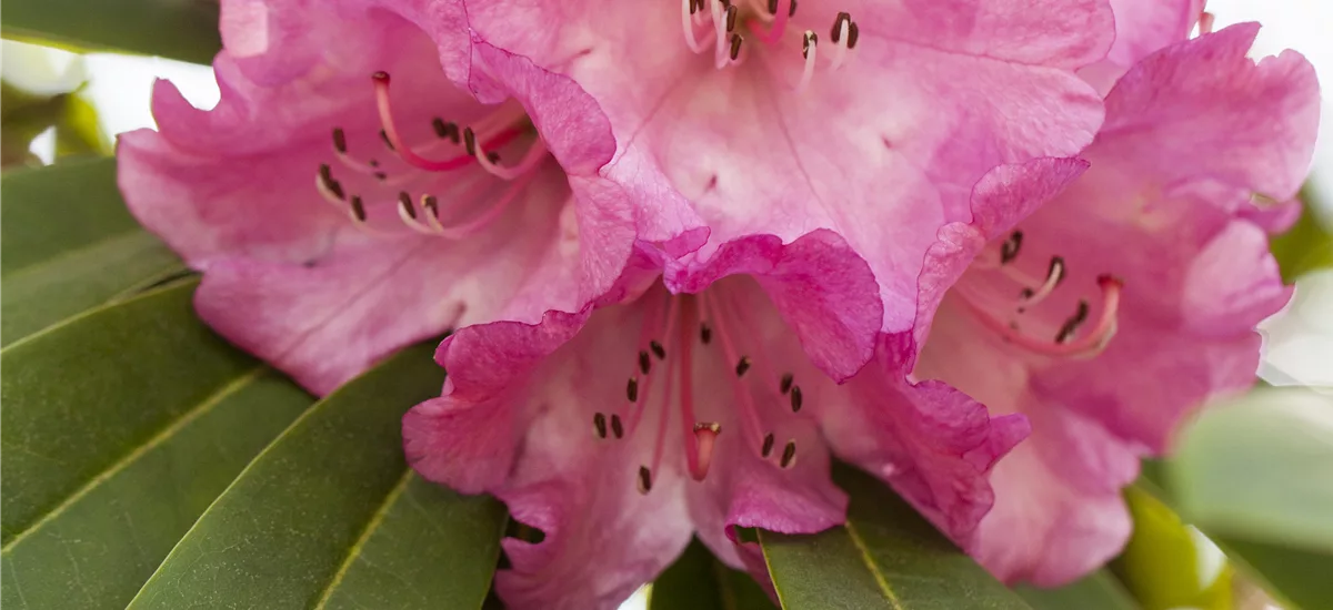 Rhododendron 'INKARHO® Rosa Dufthecke' Topfgröße 5 Liter, INKARHO®