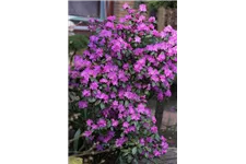 Karolina-Rhododendron 'P.J. Mezitt' Topfgröße 4,6 Liter / Höhe 30-40cm