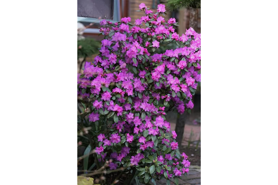 Karolina-Rhododendron 'P.J. Mezitt' Topfgröße 4,6 Liter / Höhe 30-40cm