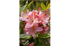Rhododendron 'Juniduft' Topfgröße 5 Liter / Höhe 30-40cm