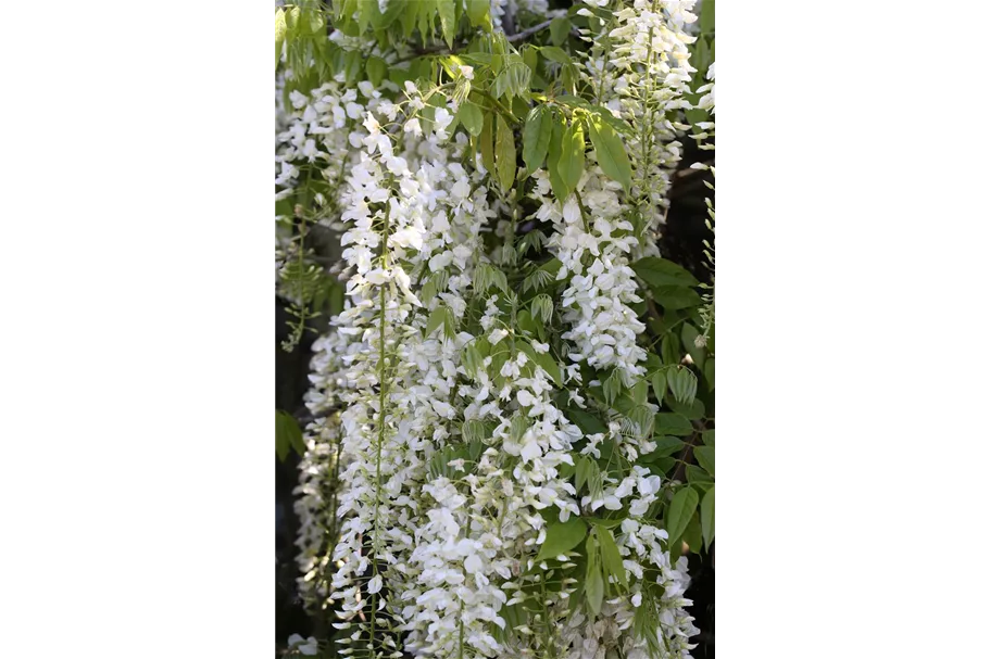 Wisteria floribunda 'Alba' Topfgröße 3 Liter, Höhe 60-100cm