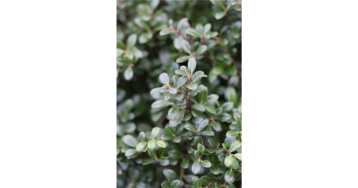 Berg Ilex Glorie Gem Online Kaufen Bei Olerum