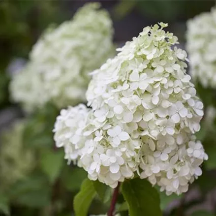 Rispenhortensie 'Polar Bear'