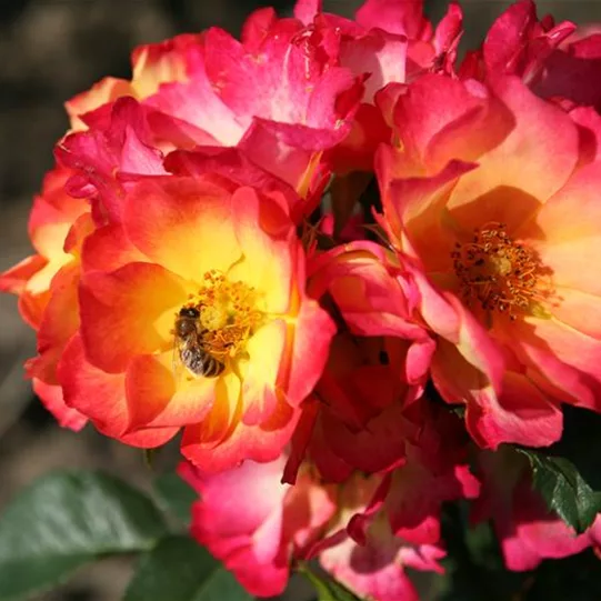 Rosa 'Summer of Love'