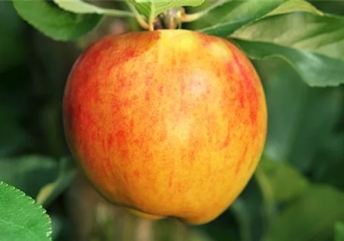 Obstbaum pflanzen: Apfel nach Apfel?