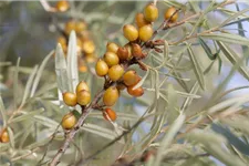 Hippophae rhamnoides 'Leikora' Topfgröße 2 Liter, Höhe 30-40cm