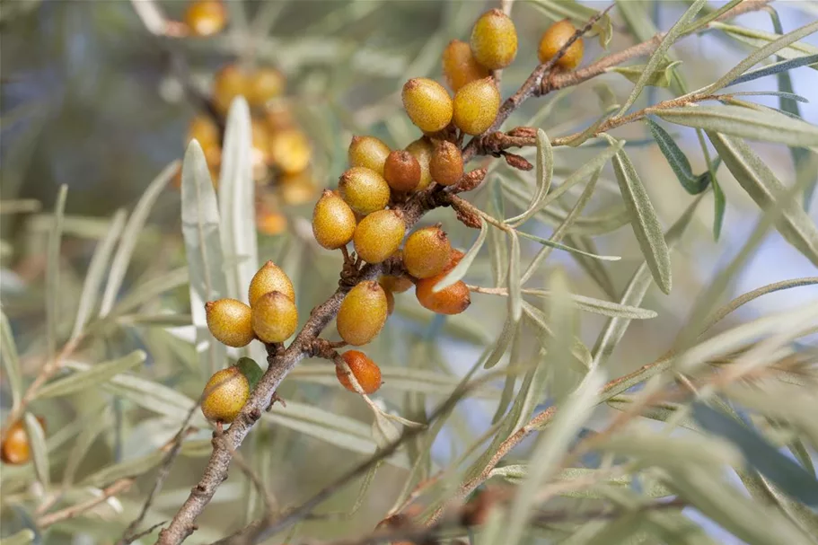 Hippophae rhamnoides 'Leikora' Topfgröße 2 Liter, Höhe 30-40cm