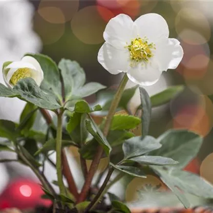 Grüne Weihnachten – festliche Pflanzen im Garten