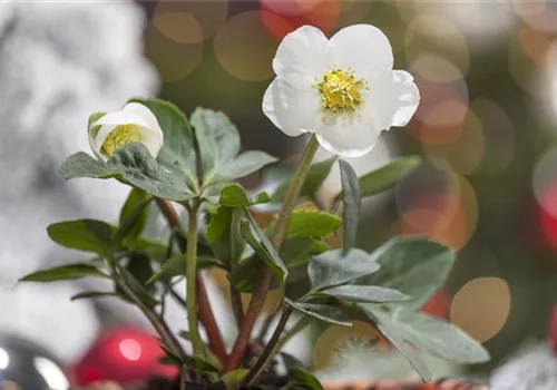 Grüne Weihnachten – festliche Pflanzen im Garten