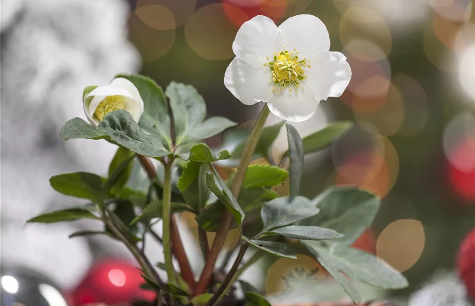 Grüne Weihnachten – festliche Pflanzen im Garten