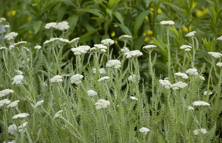 Achillea millefolium (GS620669.jpg)