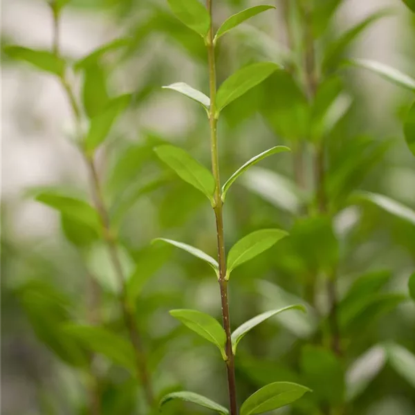 Schwarzgrüner Liguster 'Atrovirens'