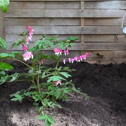 Tränendes Herz - Einpflanzen im Garten