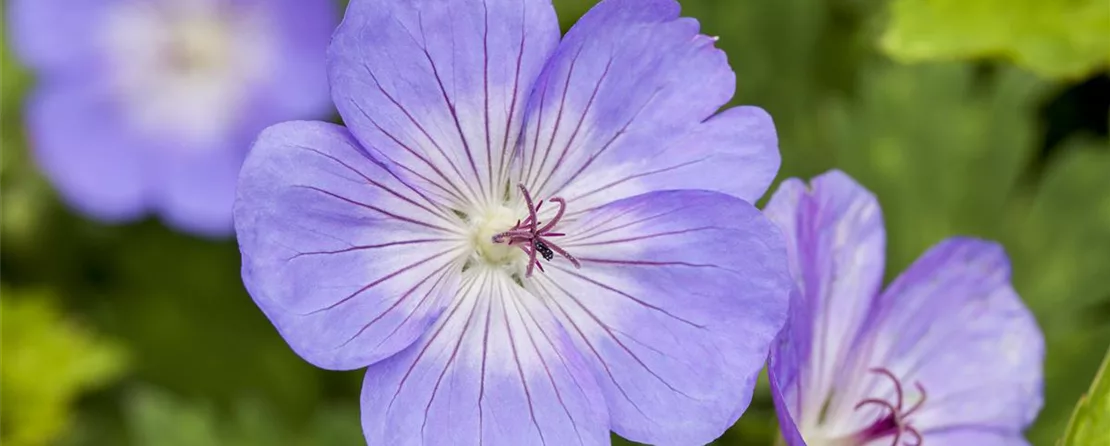 Geranium wallichianum 'Rozanne'® (GS503270.jpg)