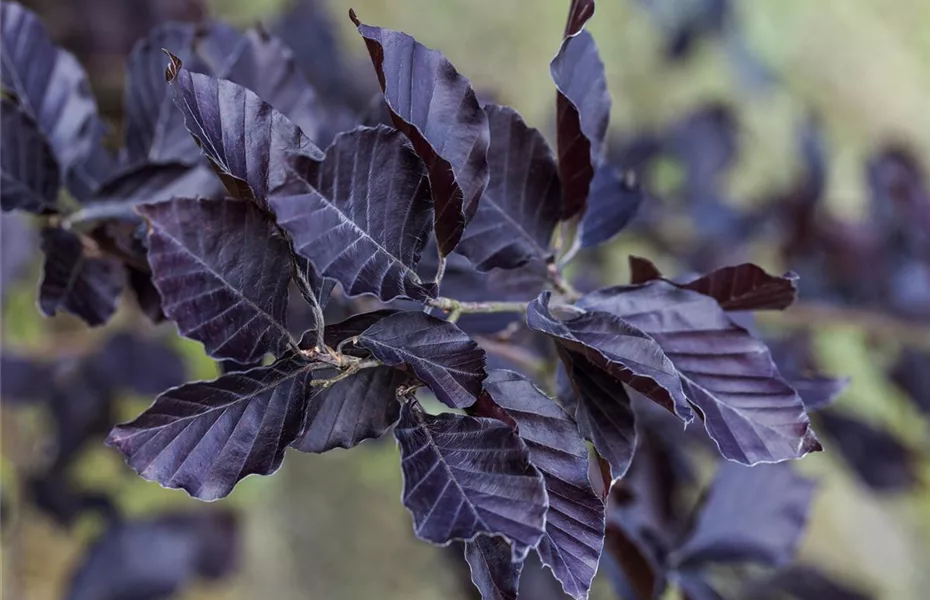 Wildgehölze im Garten – viel Potenzial 