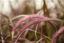 Rotes Lampenputzergras 'Rubrum' Topfgröße 2 Liter