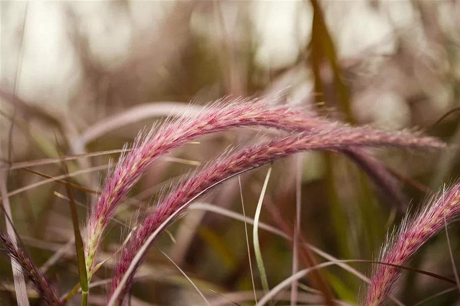 Rotes Lampenputzergras 'Rubrum' Topfgröße 2 Liter