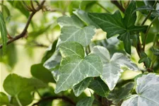 Hedera helix 'Kolibri' Topfgröße 0,5 Liter, 15- 20