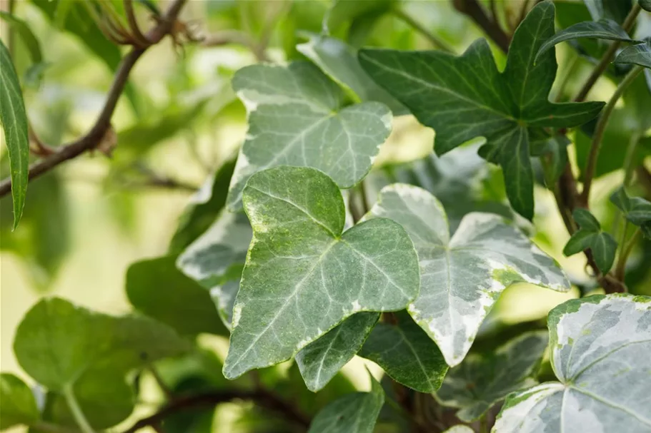 Hedera helix 'Kolibri' Topfgröße 0,5 Liter, 15- 20