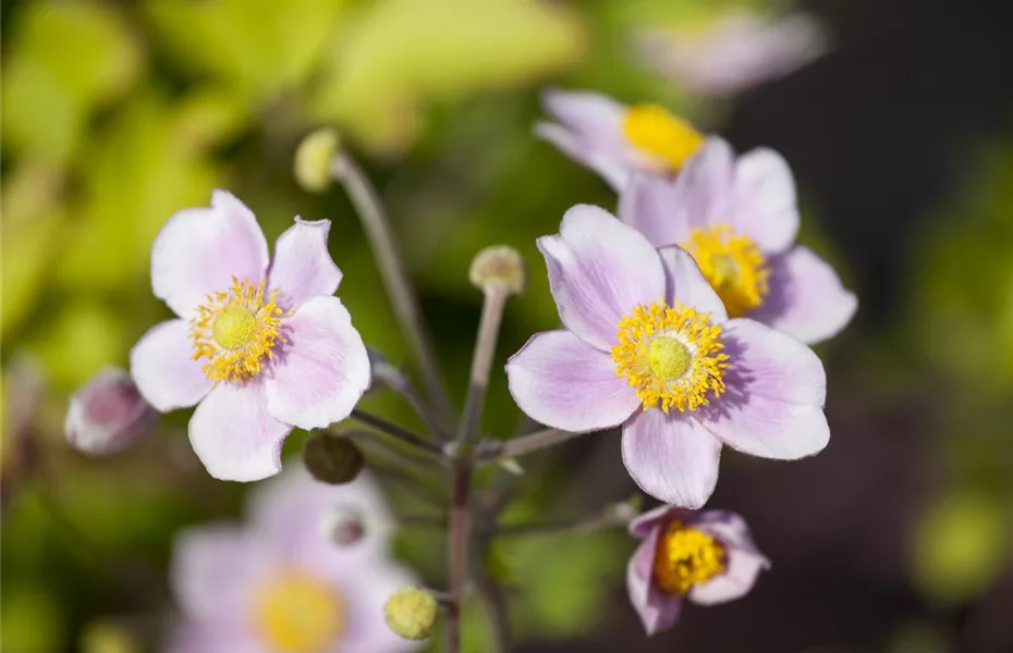 Der Herbst wird bunt - acht schöne Herbstblumen 