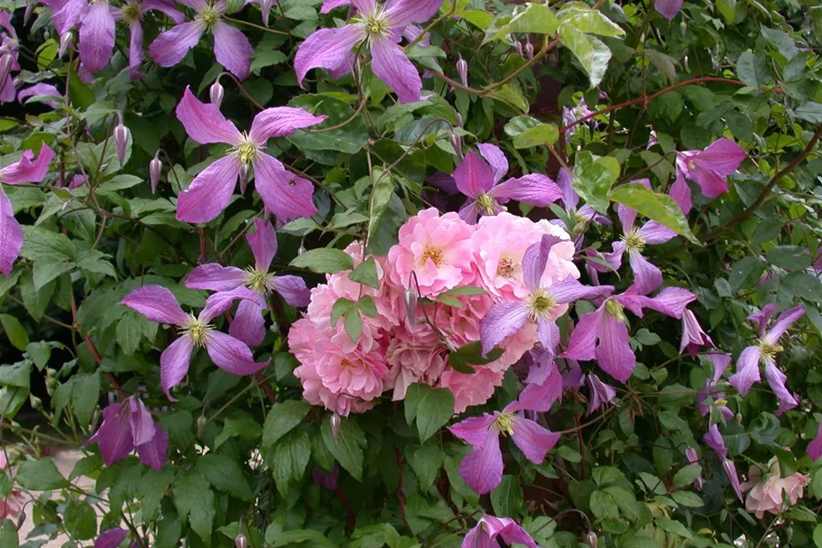 Clematis viticella 'Prince Charles' Topfgröße 2 Liter, Höhe 60-100cm