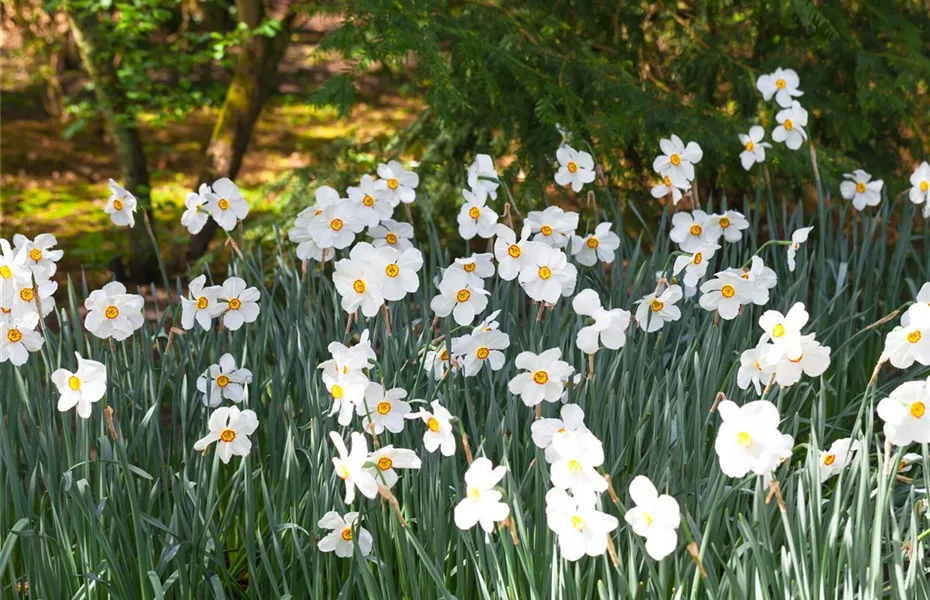 Bunte Blütenmeere mit Frühblühern