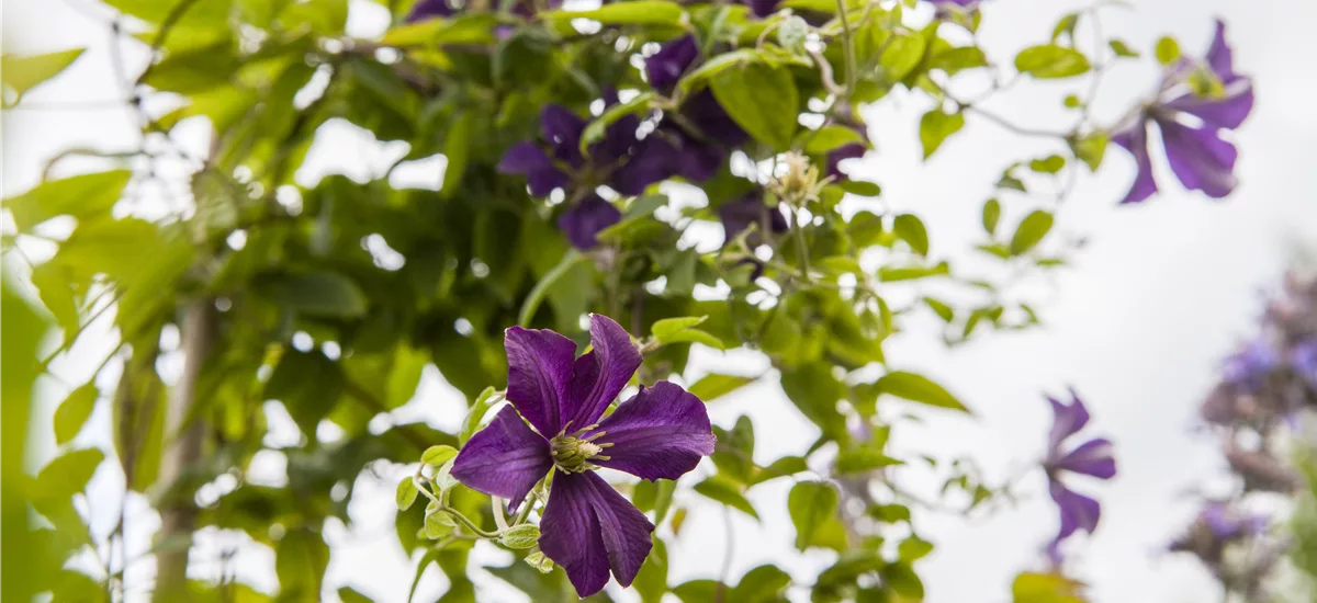 Clematis viticella 'Dark Eyes' Topfgröße 2 Liter, Höhe 60-100cm