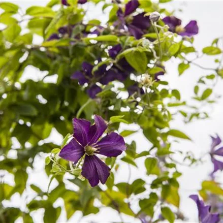 Clematis viticella 'Dark Eyes'