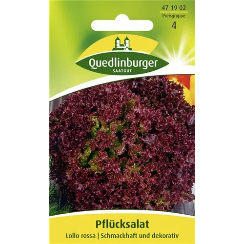 Pflücksalatsamen 'Lollo rosso'