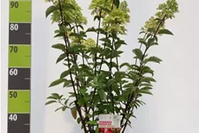 Rispenhortensie 'Fraise Melba'® Topf 12 Liter 60- 80