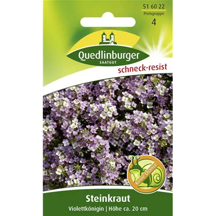 Duftsteinrichsamen 'Violettkönigin'