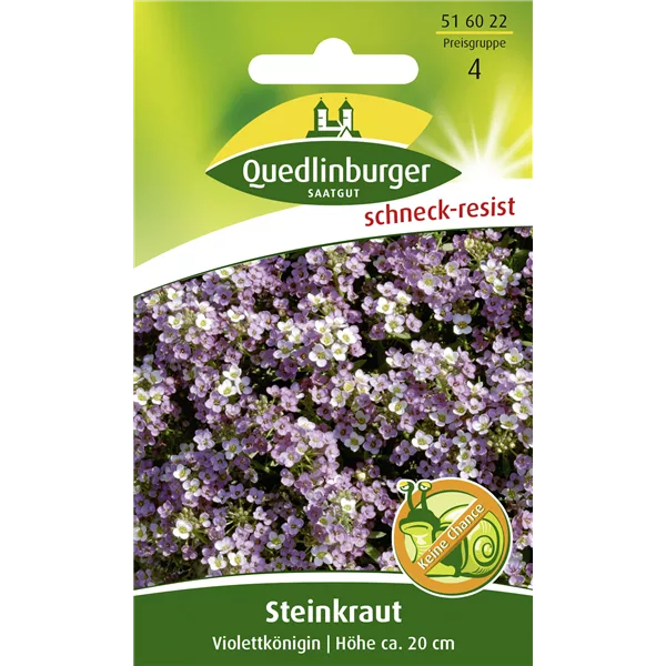 Duftsteinrichsamen 'Violettkönigin'