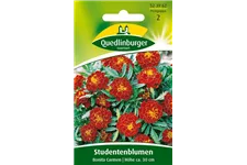 Studentenblumensamen 'Carmen' Portion