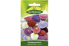 Gartenastersamen 'Pompon' Portion