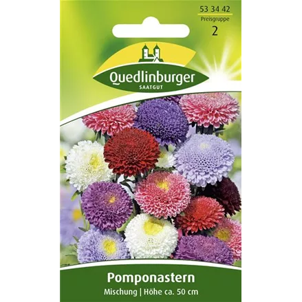 Gartenastersamen 'Pompon'