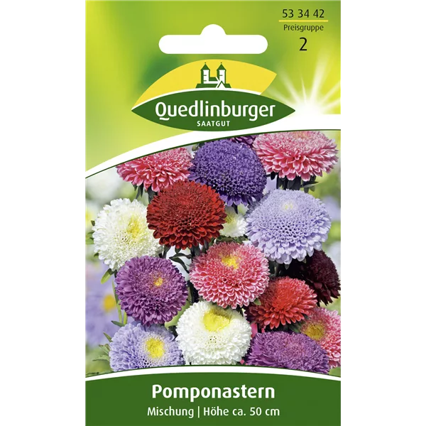 Gartenastersamen 'Pompon'