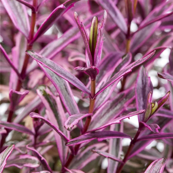 Strauchveronika 'Magicolors', im Topf 11 cm