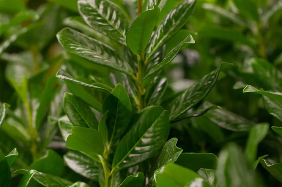 Lorbeerkirsche 'Novita' Topf 7 Liter (10 Stück für 5m Hecke) 