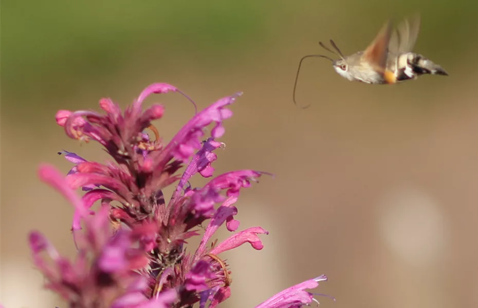 Wie locke ich Taubenschwänzchen in meinen Garten?