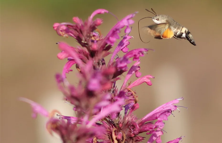 Wie locke ich Taubenschwänzchen in meinen Garten?