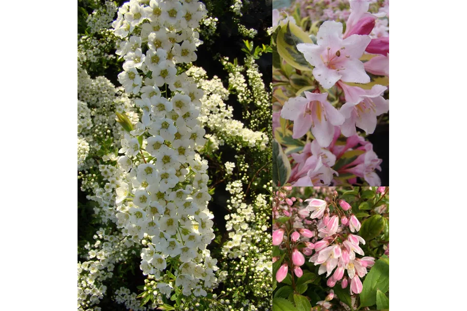 Blütengehölzhecke für 3m Hecke Blütengehölzhecke Set 1 