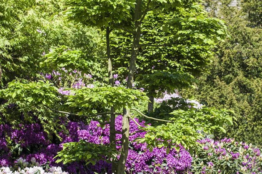 Hainbuche Heister 5 Liter Topf, 20 Stück für 5m Hecke, 80- 100 cm